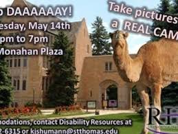I read this on a webpage and thought it was my duty to let others know. At Univ Of St Thomas A Camel Isn T Just A Camel Mpr News