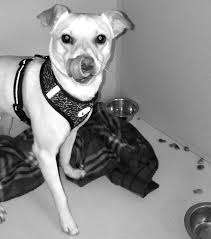 Second Chance Animal Services PO Box 136 East Brookfield, MA 01515 “More  Than Just a Shelter” OPEN FOR GREAT STORIES AND IN