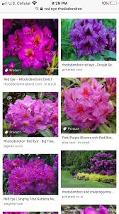 Red Eye Rhododendron In 2020 Creeping Jenny Garden Trees Bloom