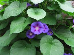 Image result for Ipomoea venosa