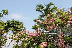Image result for Cassia javanica