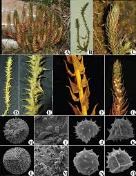 Image result for Selaginella cathedrifolia