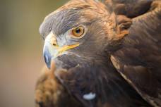 Raptor Discovery: Masters of the Sky
