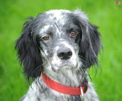 There are 507 english setter puppy for sale on etsy, and they cost 17,93 $ on average. English Setter Hereditary Health And Longevity Pets4homes