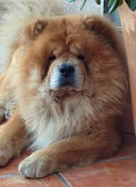 Google Chow Chow Dogs Chow Chow Dog Puppy Pug Puppies