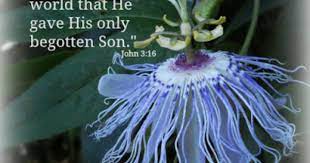 Passion Flower And Good Friday Http Www Cindyrippe Blogspot Com 2013 03 Passion Flower For Good Friday Html Passion Flower Artist Faith