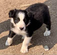 If you need a reputable border collie breeder, you've come to the right website. 8 Week Old Registered Border Collie Puppies Herding Near Richland Oregon Hitchpin
