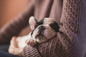 Strong feelings of emotional protection for something you are very sensitive about. Puppies Dream Home Facebook