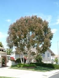 Image result for Melaleuca quinquenervia