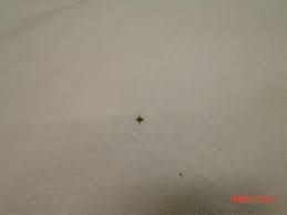 Image result for bed bugs droppings
