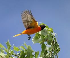 Birds That Look Like Baltimore Orioles Fibermania Avian Sightings Oriole Bird Baltimore Orioles Birds Baltimore Orioles