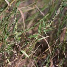 Image result for Polygala melilotoides