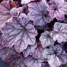 Heuchera Sugar Plum Terra Nova Nurseries Inc Heuchera 'sugar plum' (alum root 'sugar plum'). heuchera sugar plum terra nova