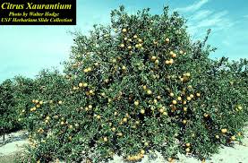 Image result for Citrus × aurantium