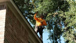 Tree removal near roofs and structures