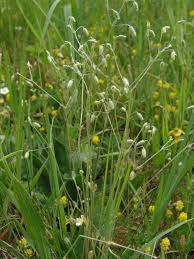 Image result for Cerastium octandrum