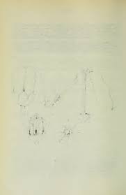 Image result for Corbichonia rubriviolacea