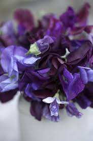 Lathyrus Odoratus Chiltern Seeds Twilight Mixed Seeds 2 95 From Chiltern Seeds Chiltern Seeds Secure Online Seed Catalogue And Flower Seeds Flowers Plants