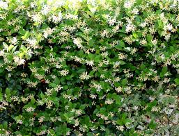 Although slow to get started, confederate jasmine is well worth the wait. How To Grow Confederate Jasmine In Pots Dengarden