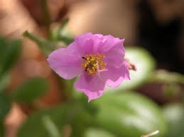 Image result for Talinum fruticosum