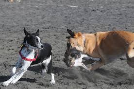Dog aggression towards other dogs: Killer Dogs Predation And Predatory Aggression In Pets Dr Sophia Yin
