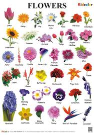Buy Flower Chart Book Online At Low Prices In India Flower