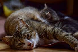 How To Tell If Your Cat Is In Labor Guildcrest Cat Hospital