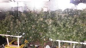 Ge grow light br30 vs. Ge Par 38 Led Bulbs Lights Ventilation I Love Growing Marijuana Forum By Robert Bergman