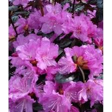 Rhododendron Pjm Elite Plants Rhododendron Plant Rhododendron Care