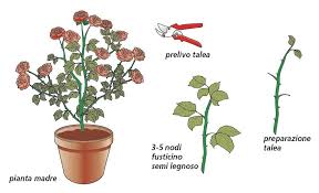 10 piante da interno per inverno: Moltiplicare Le Rose Per Talea Estiva Cose Di Casa