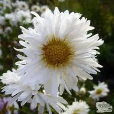 Image result for Asters `Jenny