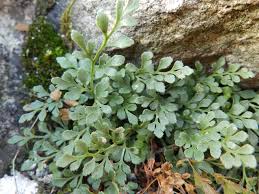 Image result for Asplenium lambinonii