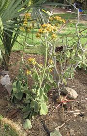 Image result for Kalanchoe lateritia