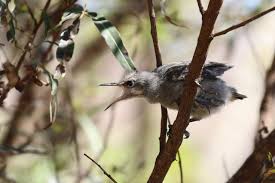 Image result for Cliffortia linearifolia