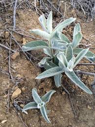 Image result for Acacia eriocarpa