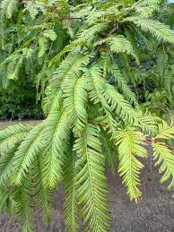 Image result for Metasequoia glyptostroboides