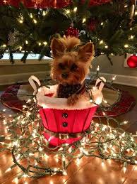 14 Things You Should Know Before Getting Your First Yorkie Petpress In 2020 Yorkie Yorkshire Terrier Yorkshire Terrier Puppies