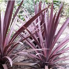 Cordyline Australis Purpurea Seeds Plant World Seeds Architectural Plants Sloped Garden Dracaena Plant