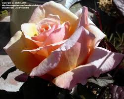 Subscribe to our newsletter enter your email address to receive special offers, rose care advice and marketing emails from david austin. Plantfiles Pictures Hybrid Tea Rose Tahitian Sunset Rosa By Allston