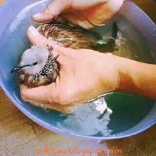 Beli burung tekukur online berkualitas dengan harga murah terbaru 2021 di tokopedia! Cara Menjinakkan Burung Derkuku Liar Tangkapan Hutan On Kicau