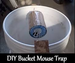 It is a sight no one wants to see. Diy 5 Gallon Bucket Mouse Trap