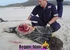 Attaque de requin la Runion : Laposeau lui arrivait aux genoux - 15