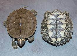 Check spelling or type a new query. Mississippi Map Turtles For Sale From The Turtle Source Map Turtle Turtle Habitat Turtles For Sale