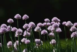 Look to greatgardenplants.com for quality perennials, flowering shrubs, and evergreens, grown in our greenhouses and shipped to your door. Purple Flowers Against Black Background By John Bencina