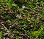 Image result for Chlorophytum galpinii