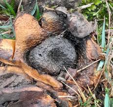 Image result for Scleroderma polyrhizon