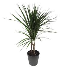 Como plantar dracena pleomele reflexa ou dracena reflexa. Dracena Para Purificar El Aire