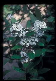 Image result for Acokanthera laevigata