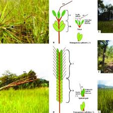 Image result for Diheteropogon amplectens