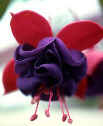 Bleeding Heart Purple Bleeding Heart Fuchsia Flowers Flower Lover